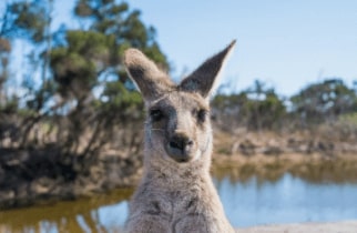 Top Aussie Slang Words