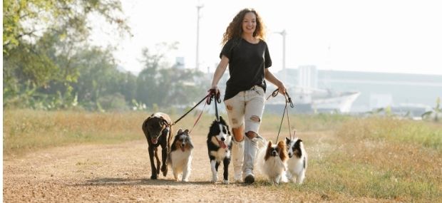 I want to be a sales dog walker